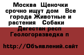 Москва! Щеночки срочно ищут дом - Все города Животные и растения » Собаки   . Дагестан респ.,Геологоразведка п.